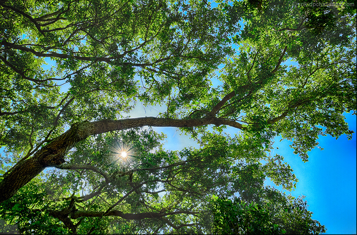 Under the Boughs of the Oak