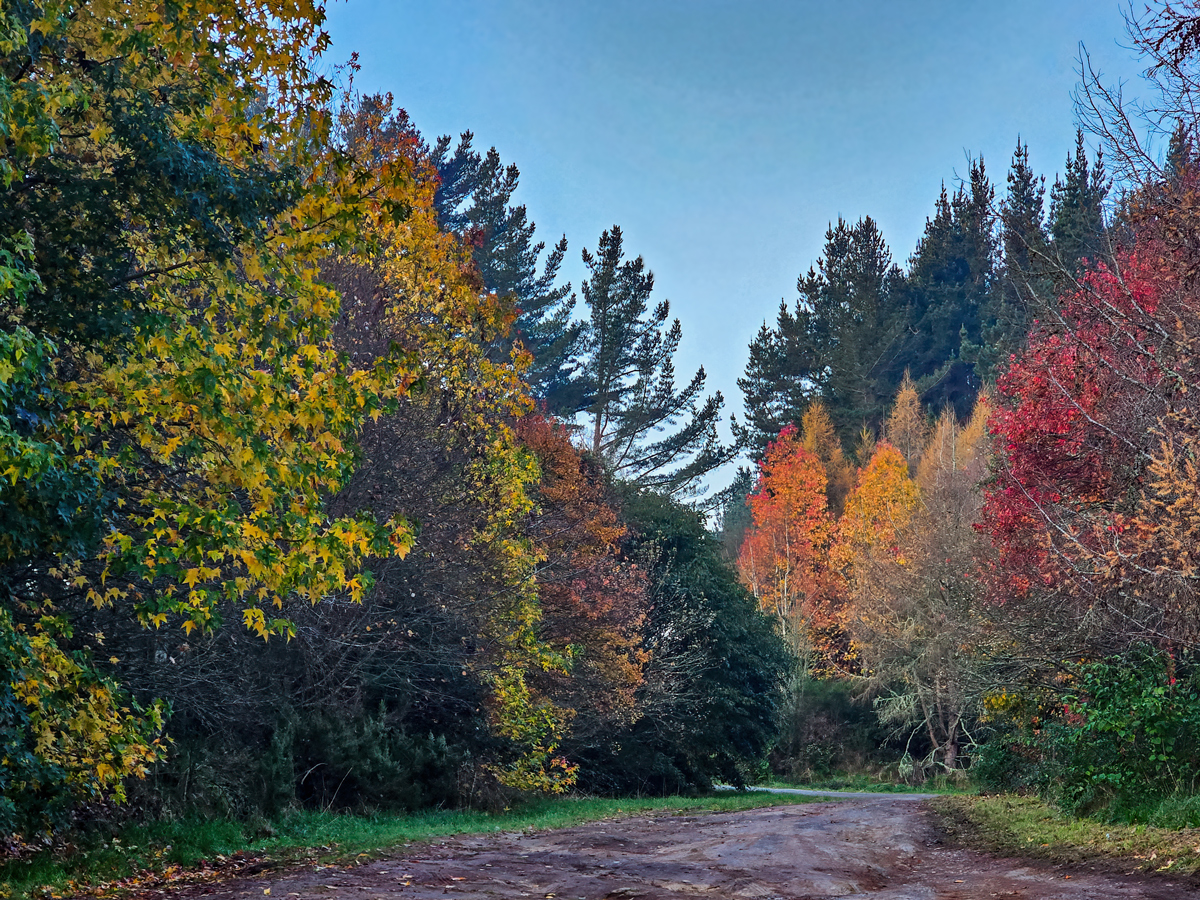 The Late Colours of Autumn 