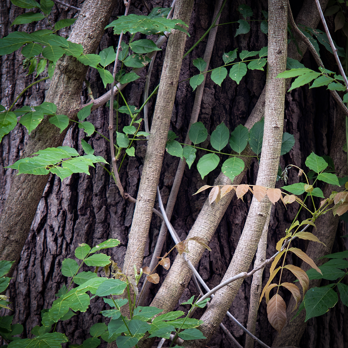 Wisteria on oak