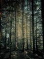 The Wood