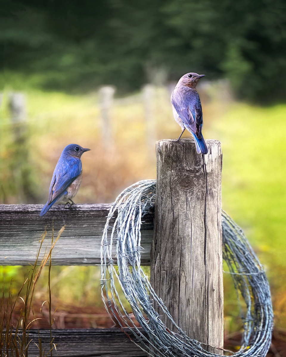 Country Bluebirds