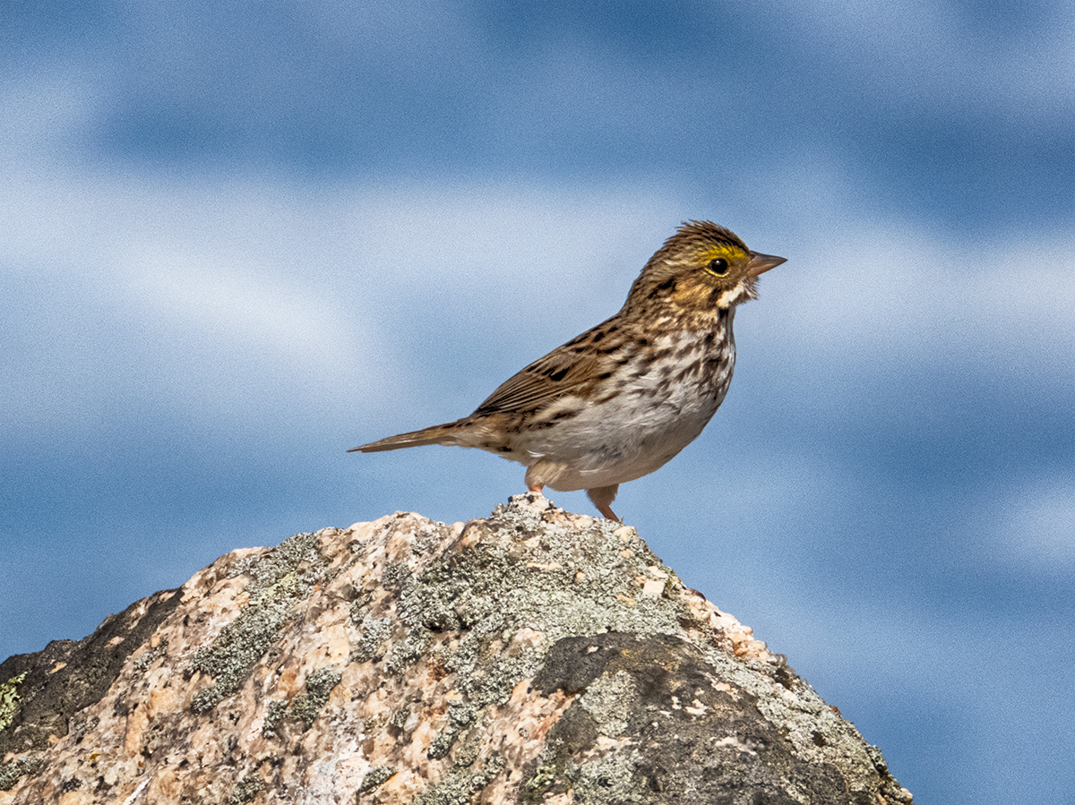 Song Sparrow