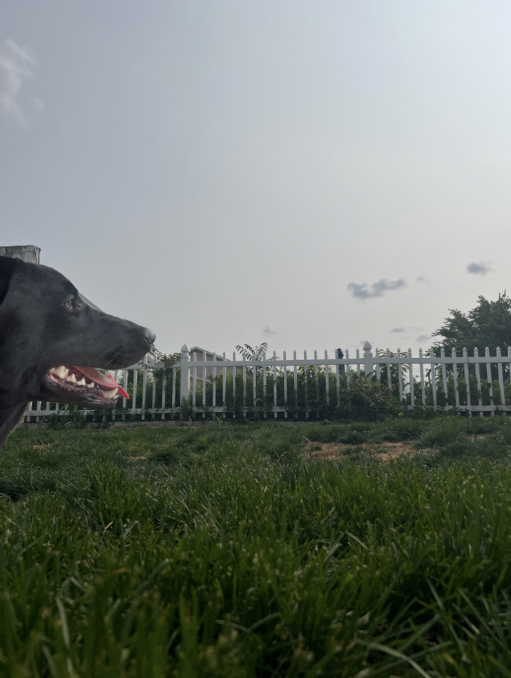 Dog Days