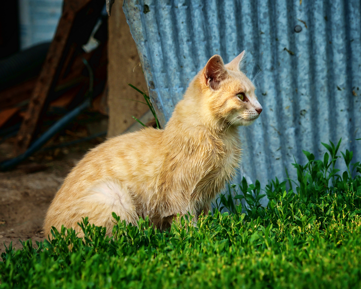 Farm Cat