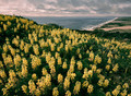 Yellow Lupines Over Ten Mile Beach, Pt. Reyes