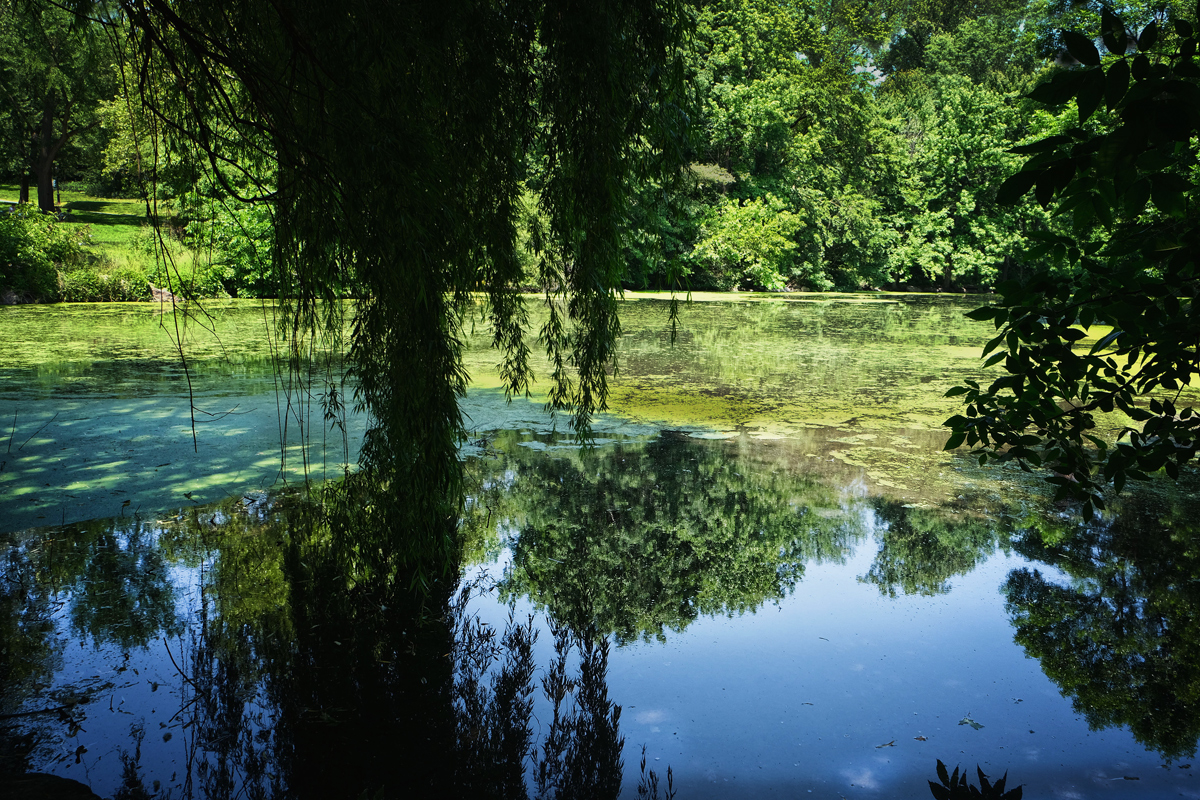 Pond stories