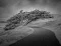 Competing Curves