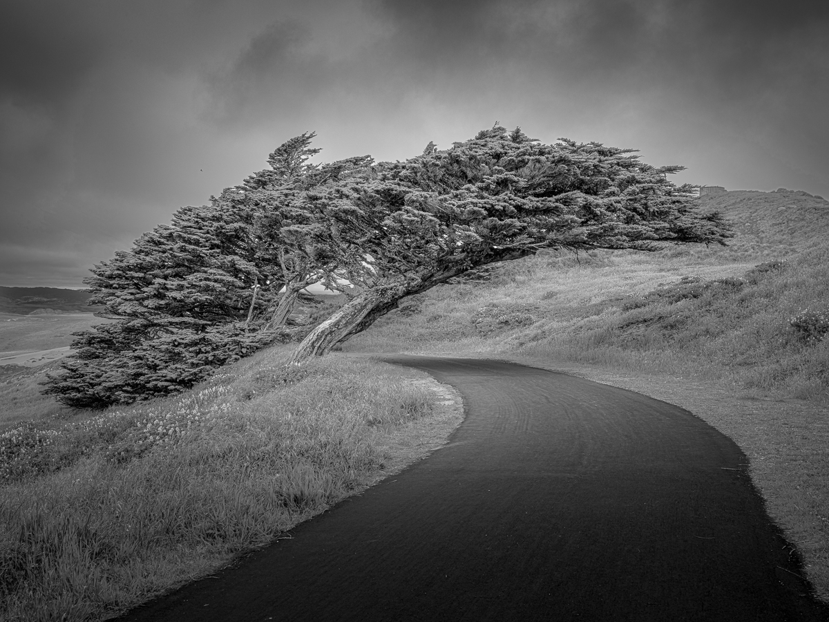 Competing Curves