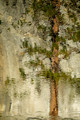 In the Pines