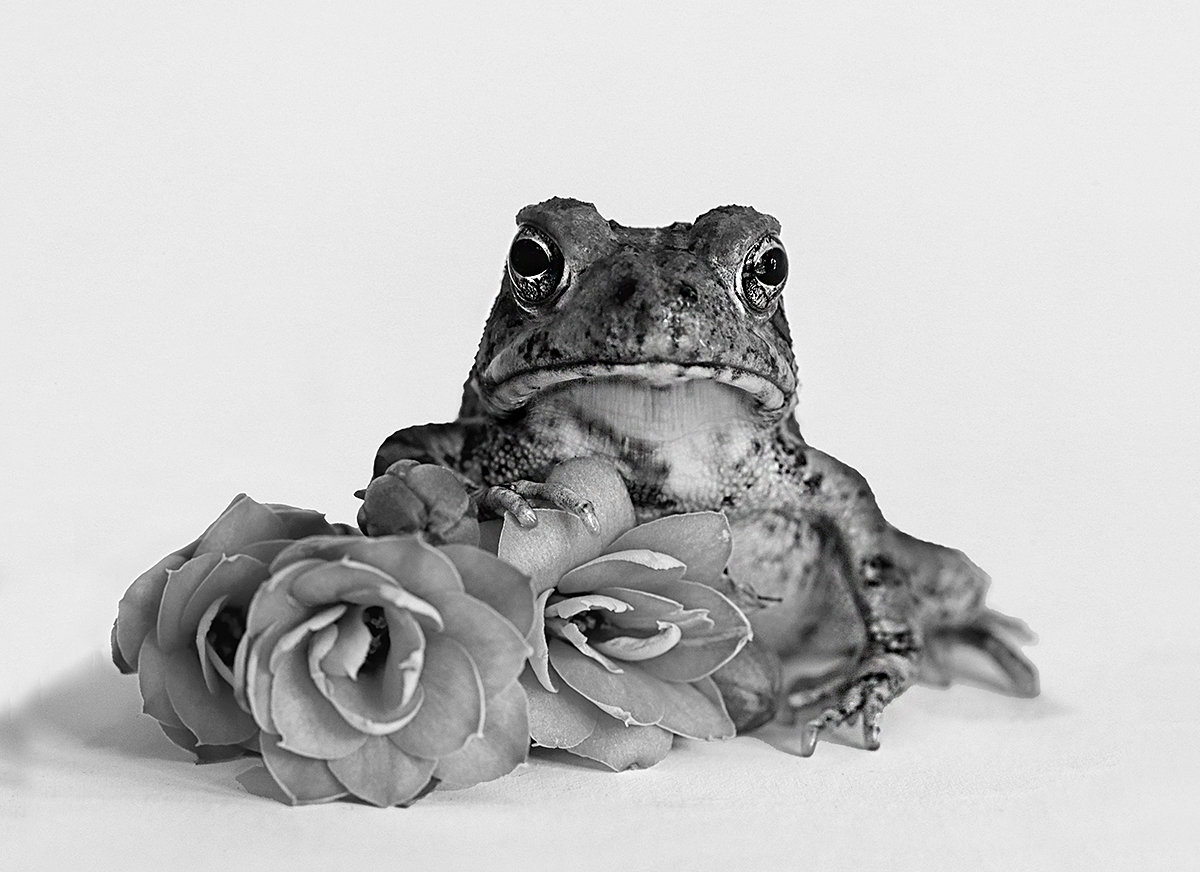 Miss Toad's Bouquet