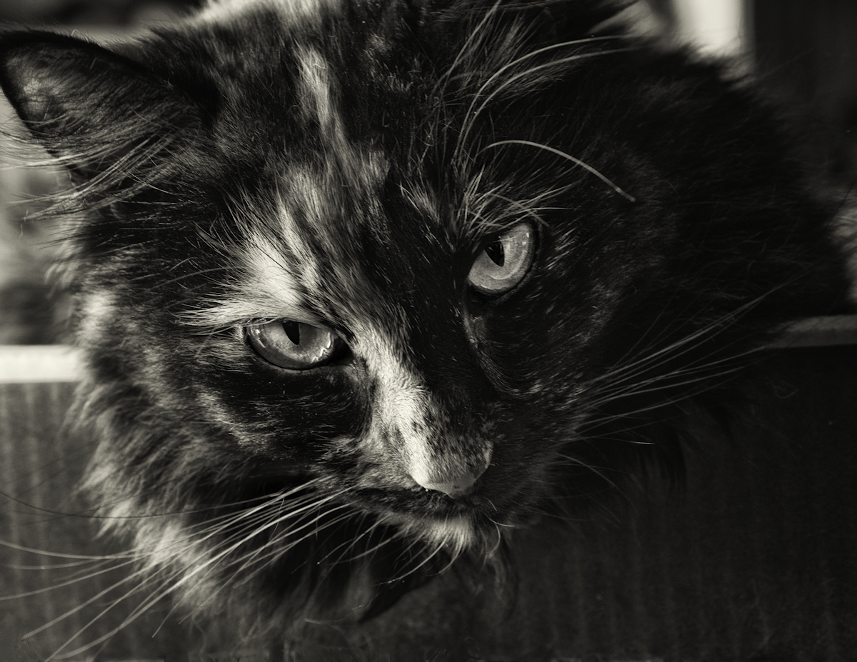 Cattitude
