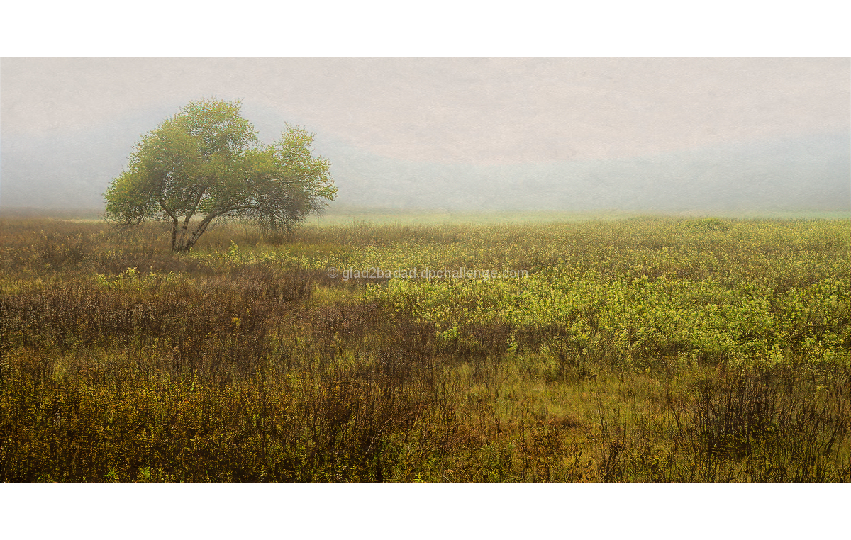 Birch Meadow