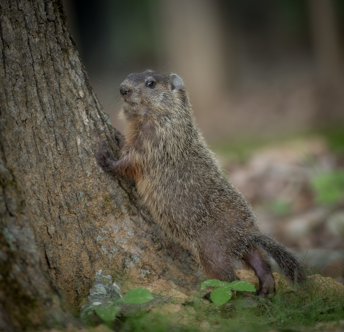 Whistle Pig Posing!