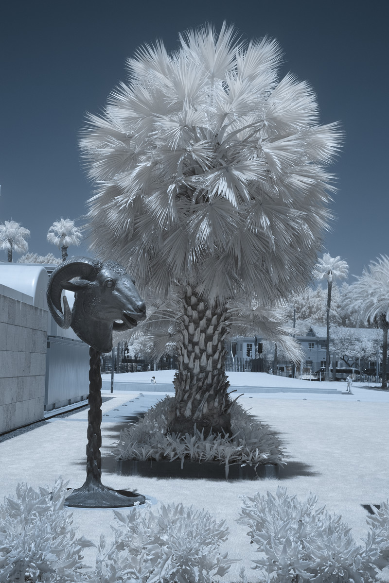 Tree & Ram