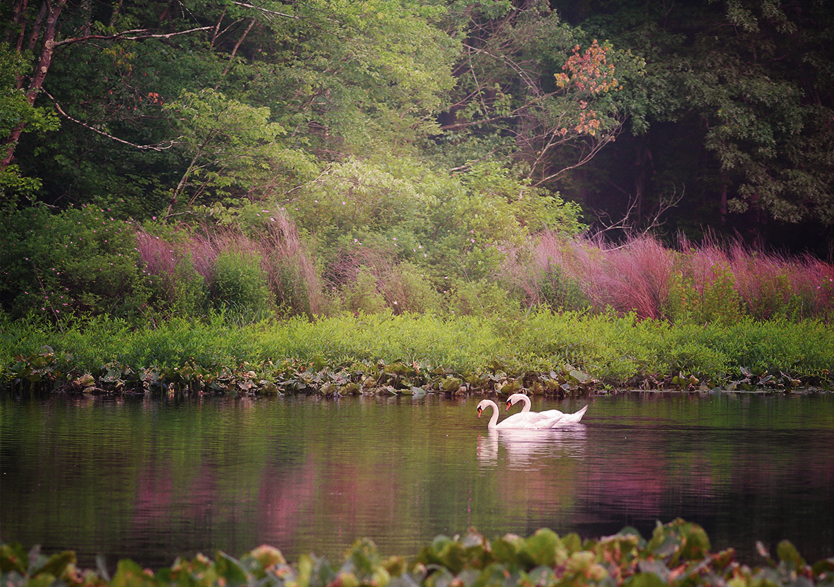 les cygnes