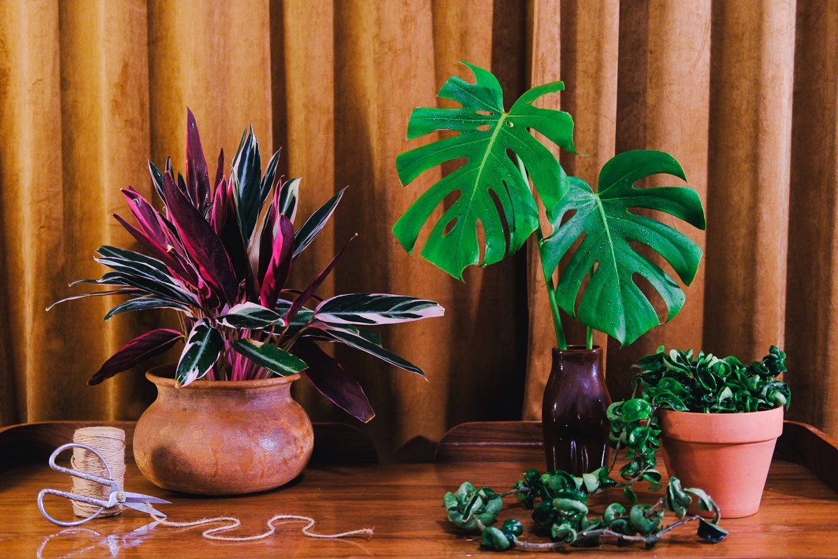 Houseplants