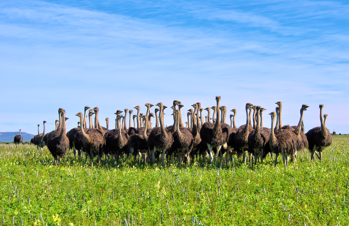 Some Curious Struthio Camelus