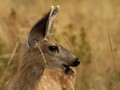 Fawn in Tall Grass