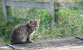 Farm Kitten