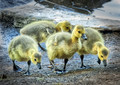 Canadian Goslings