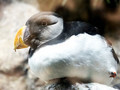 Puffin chick