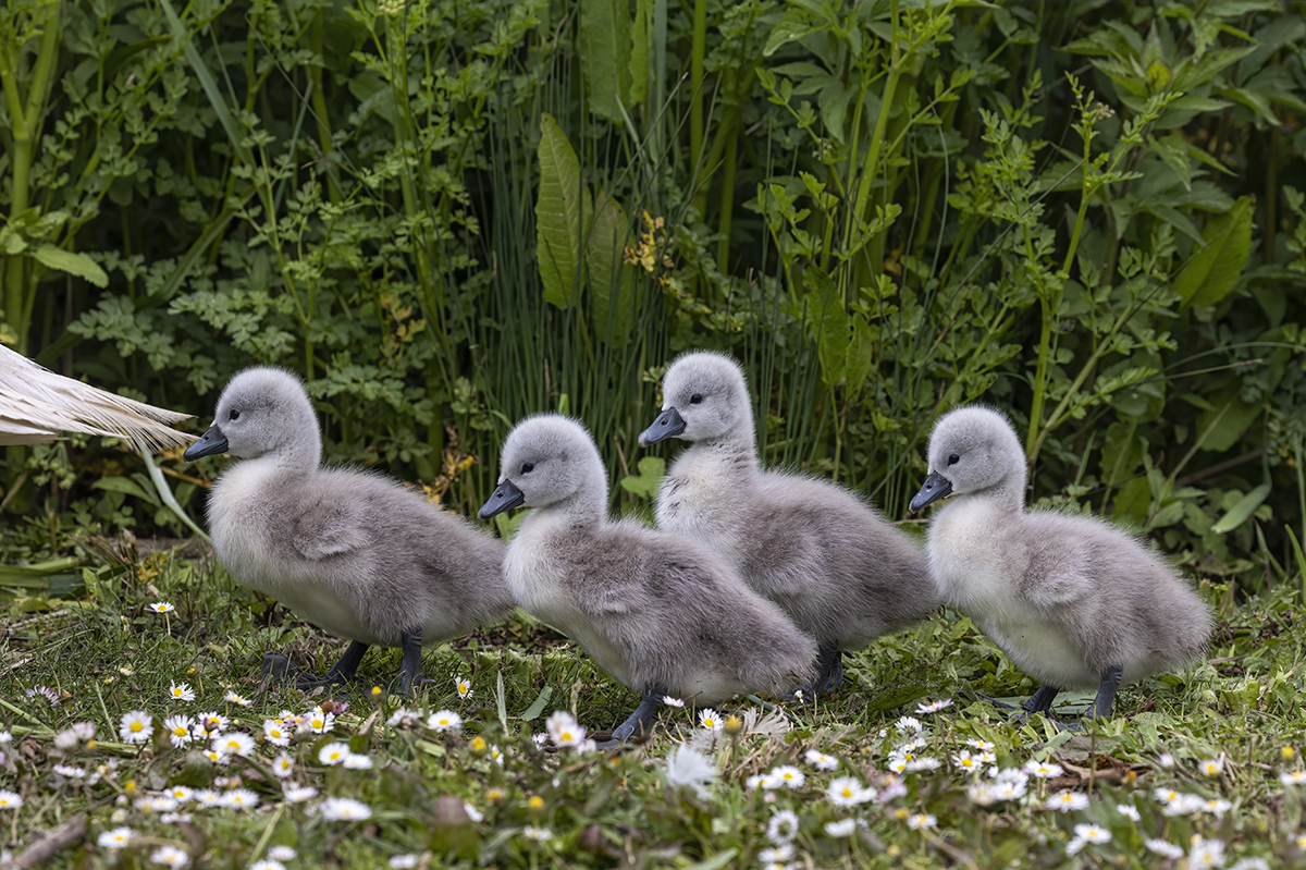 Follow the leader