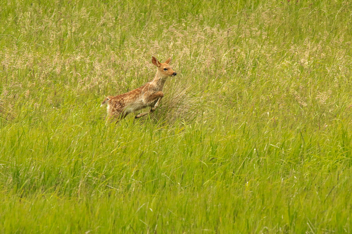 Fawn