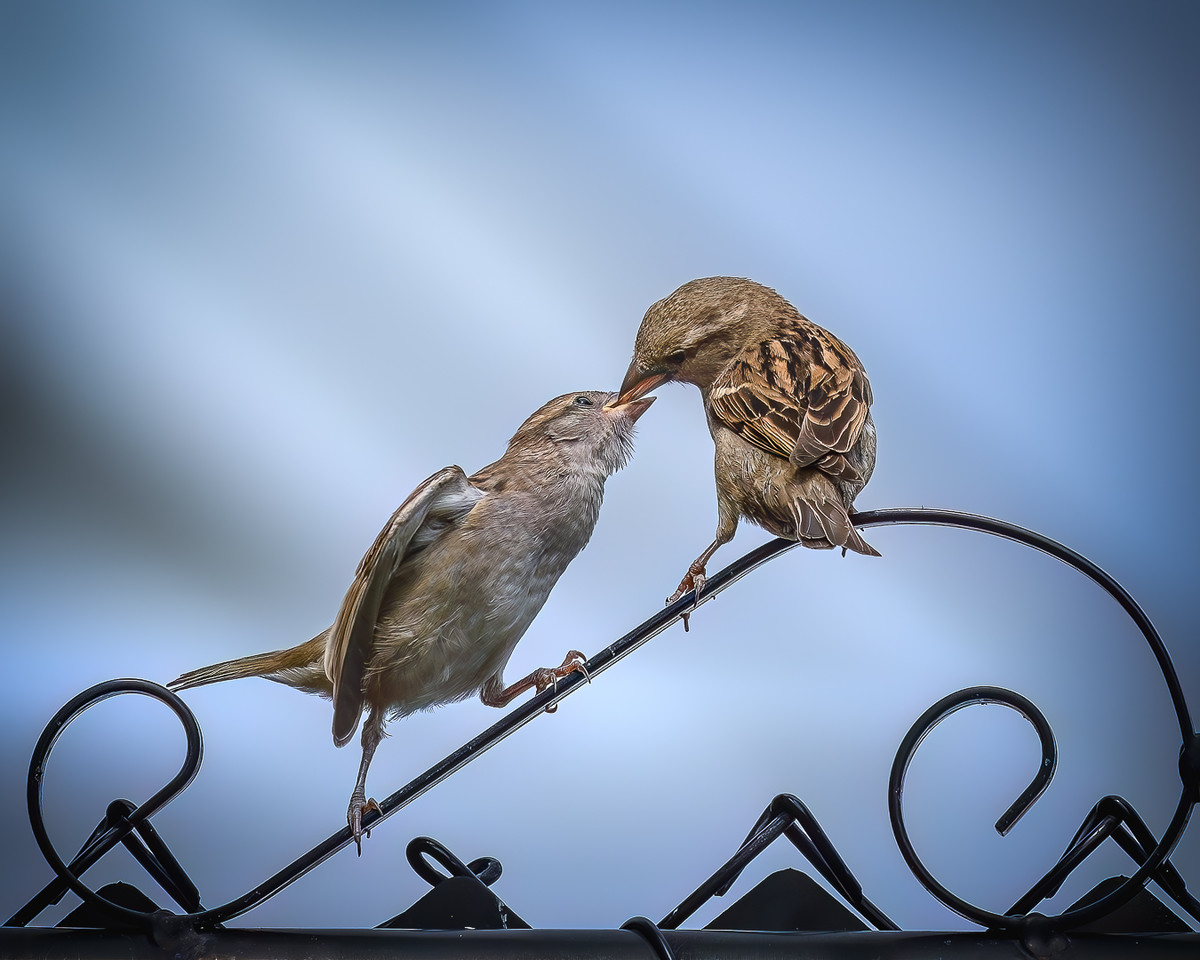 Feeding her baby
