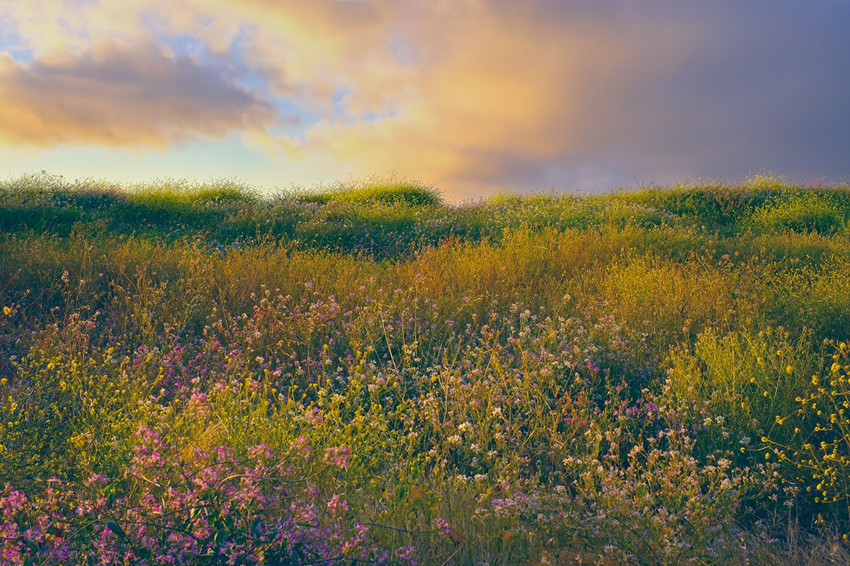 Wildflowers