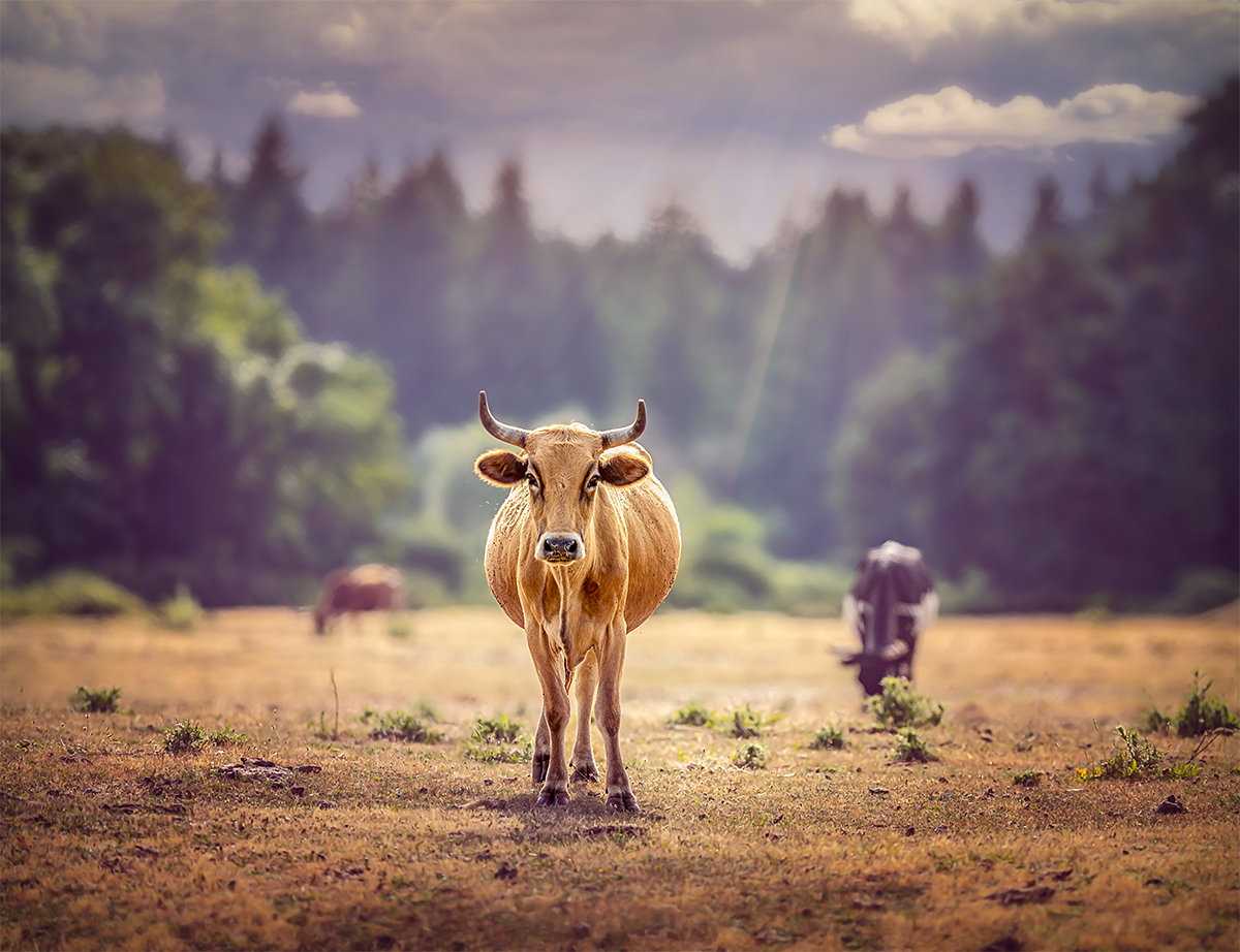 Moo Moo Brown Cow