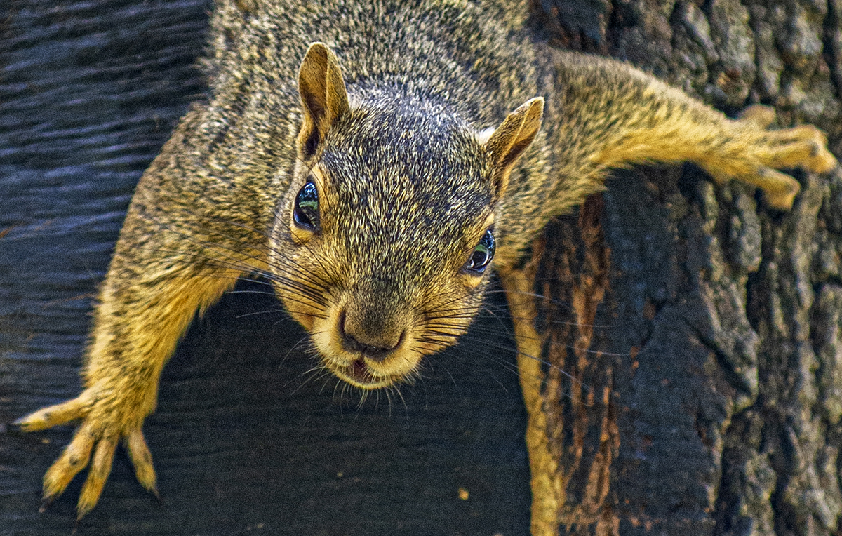 a furry friend