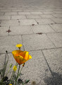 Blooming Orange
