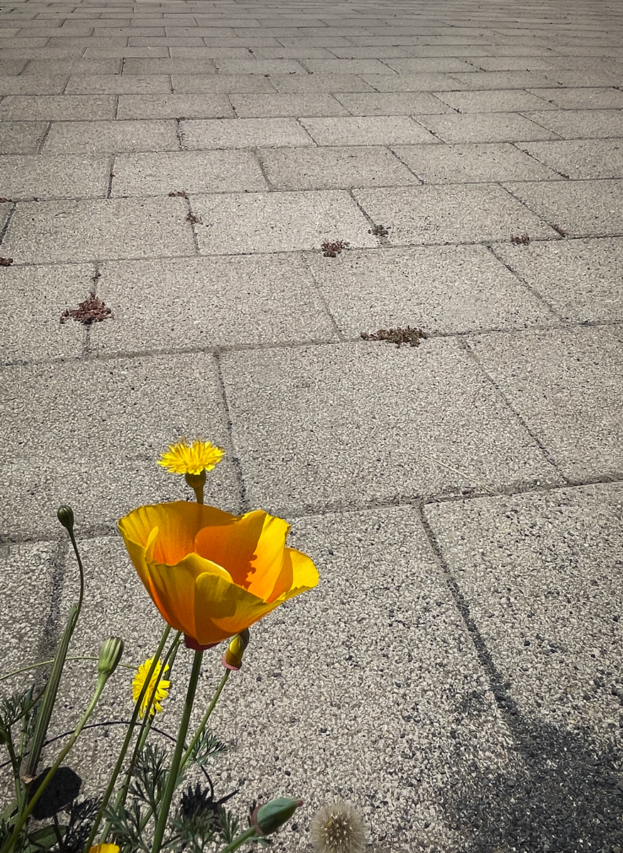 Blooming Orange