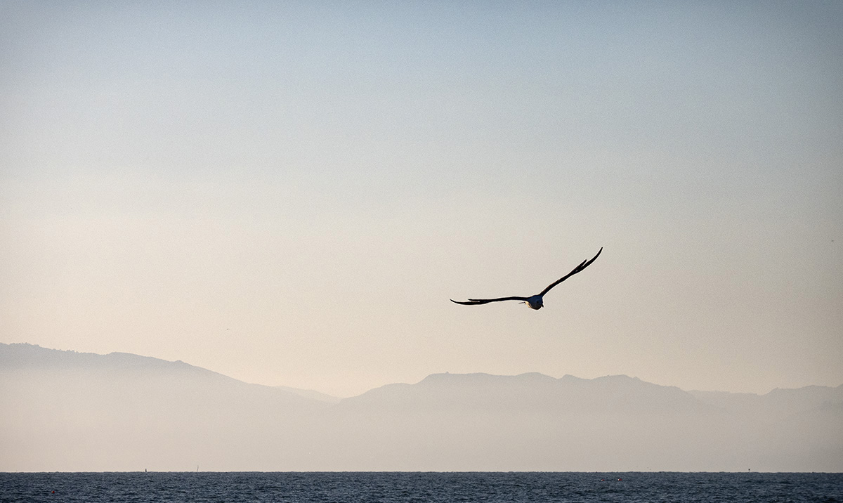 Solo Flight