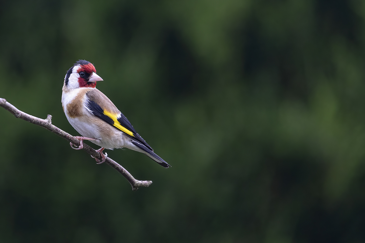Bird on a branch