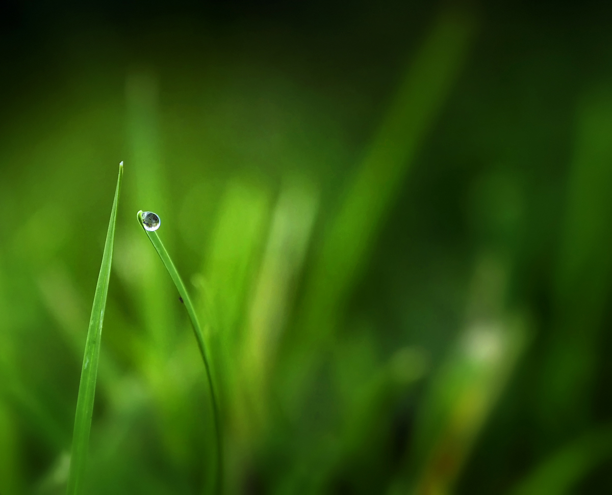 Walk Me Out In The Morning Dew Today By Colorcarnival DPChallenge