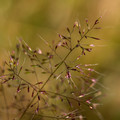 Delicate Grass