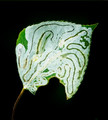 Legacy of the Leaf Miners 