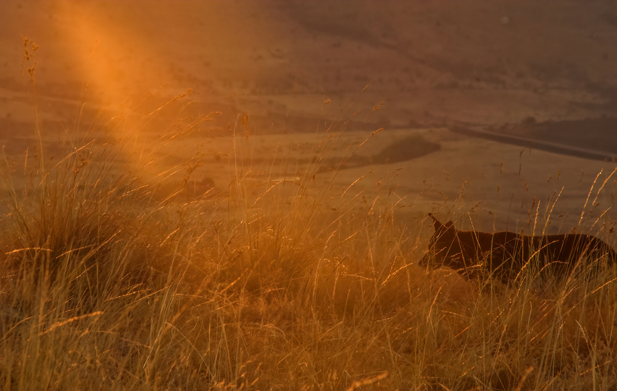 Sun drenched grass