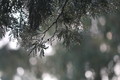 Winter Rain 