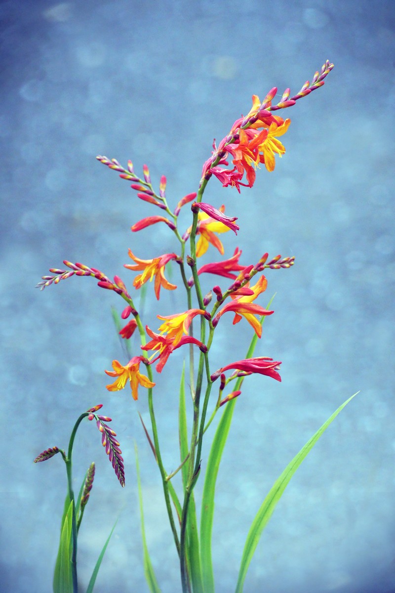 Crocosmia