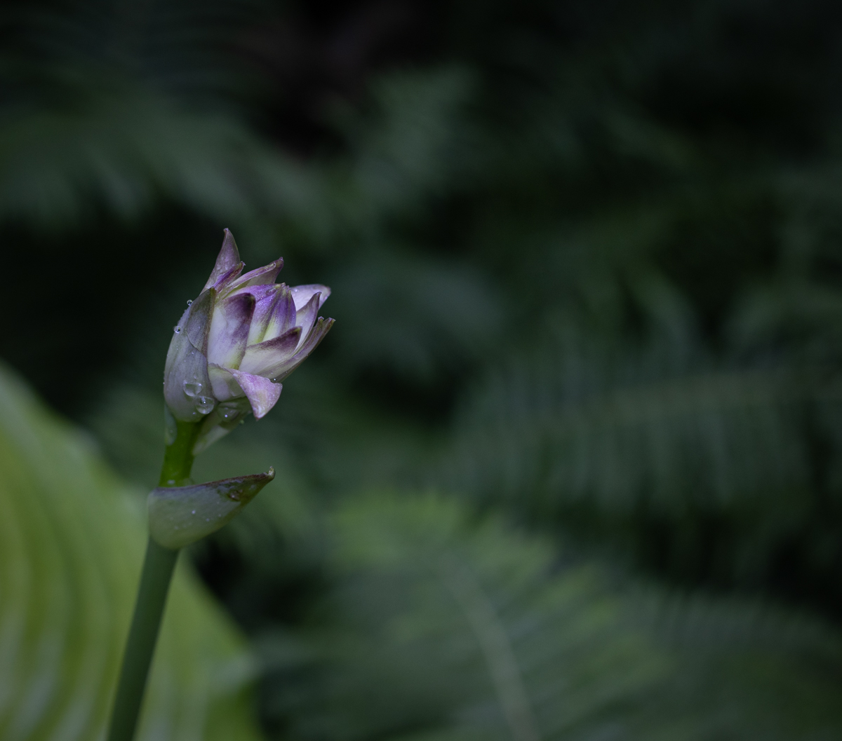After The Rain