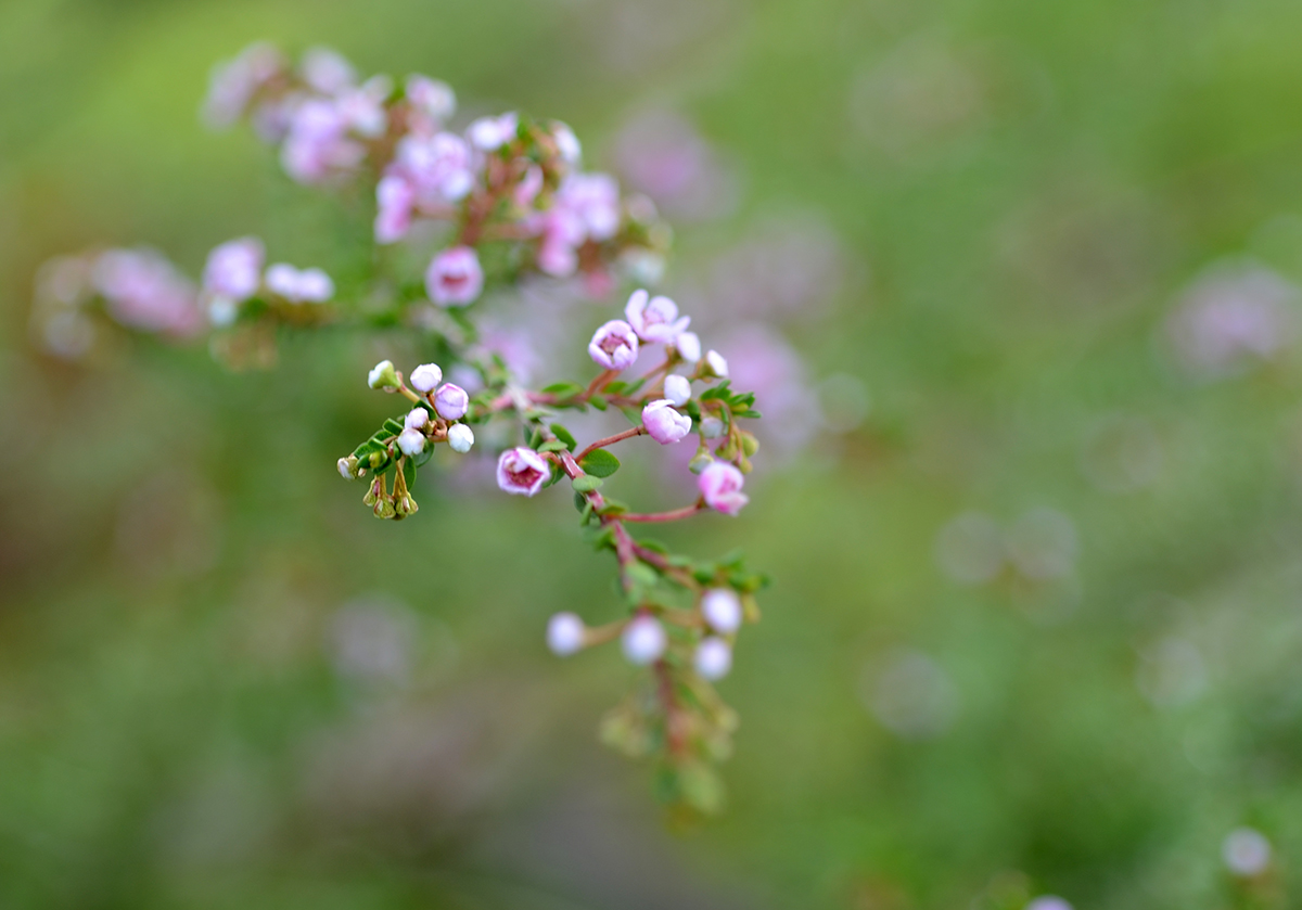 Thryptomene Baeckeacea