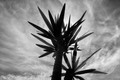 Against the sky