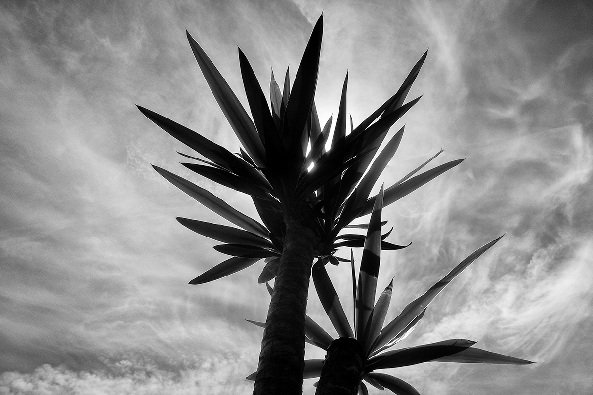 Against the sky