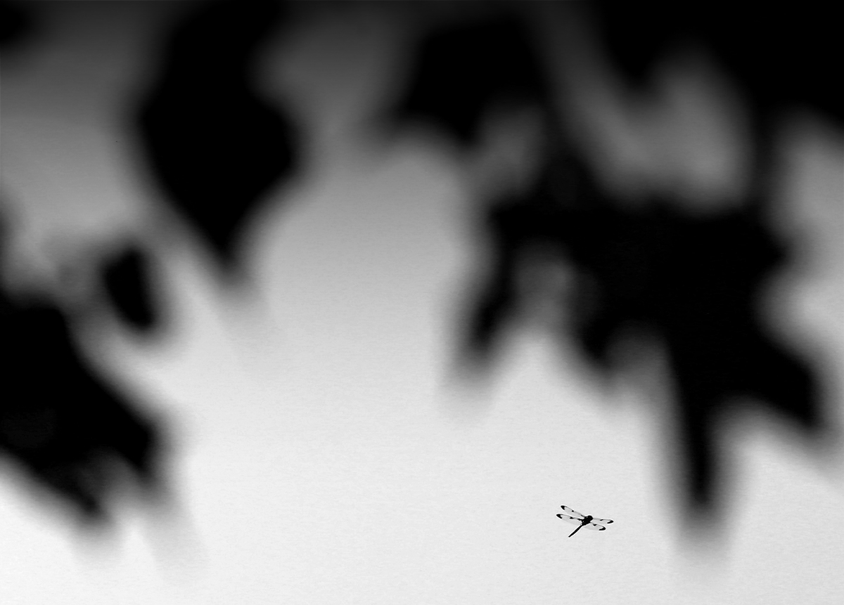 dragonfly and other monsters