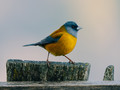 Patagonian Sierra Finch