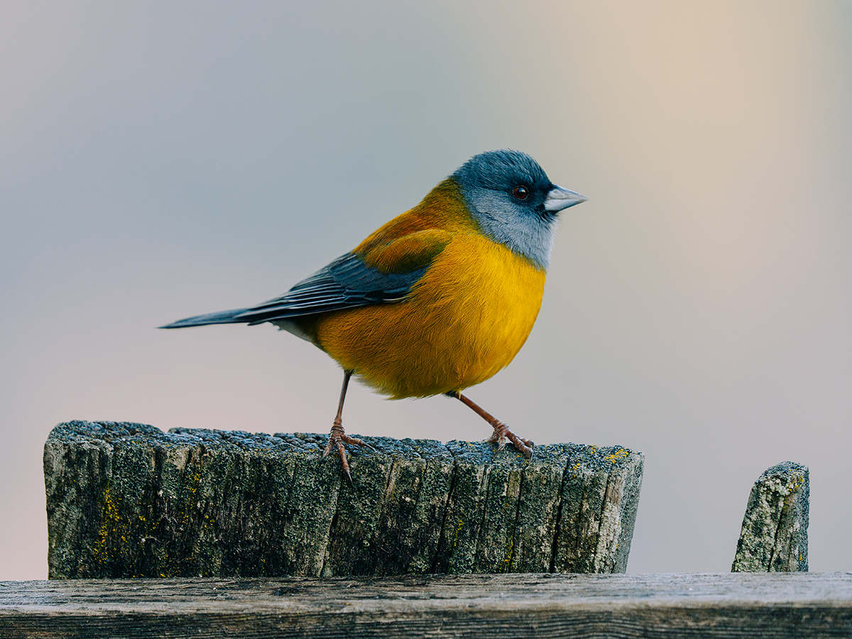 Patagonian Sierra Finch