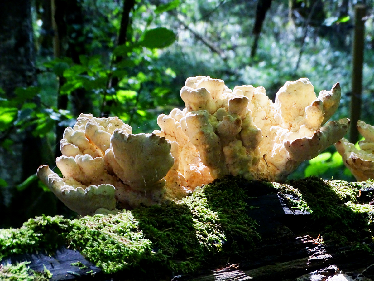 The Chicken of the Forest calls this mushroom 