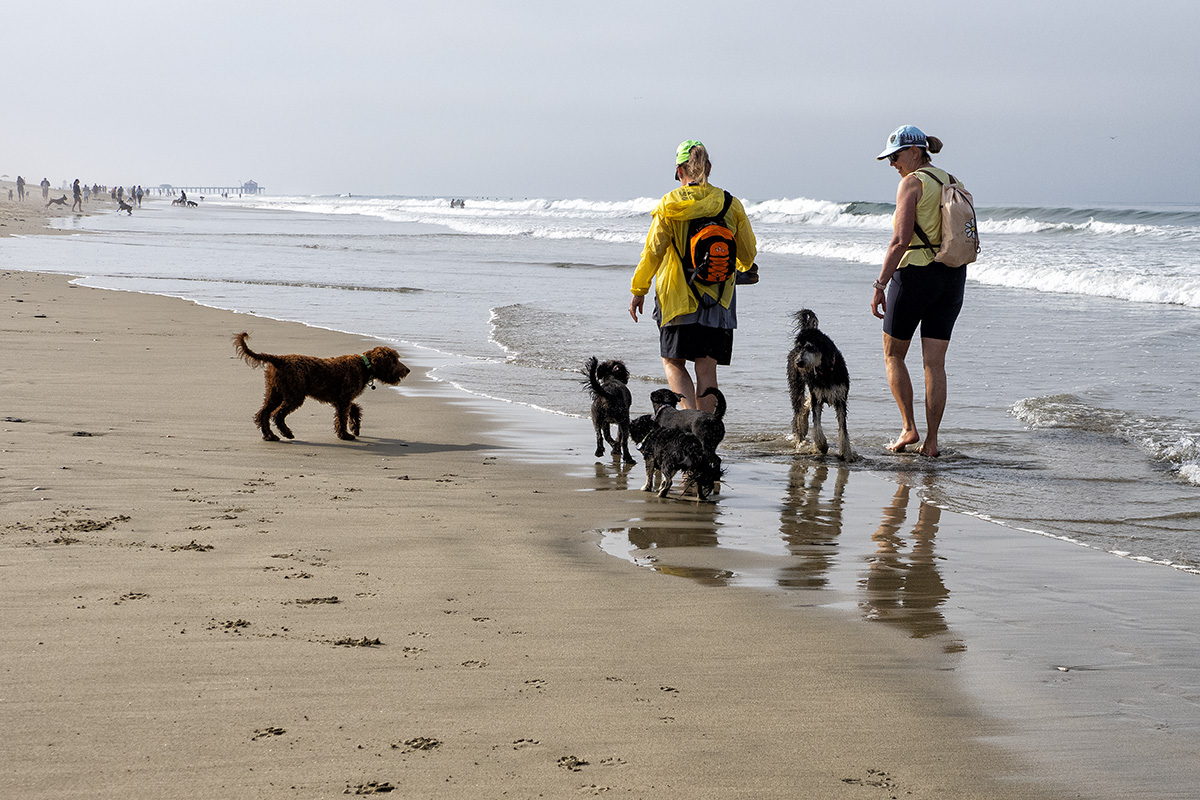 The Dog Beach